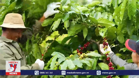 Ngành cà phê ứng phó với quy định chống phá rừng của EU