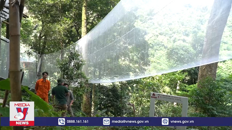 Thêm 21.000ha quy hoạch thành vùng nguyên liệu Sâm