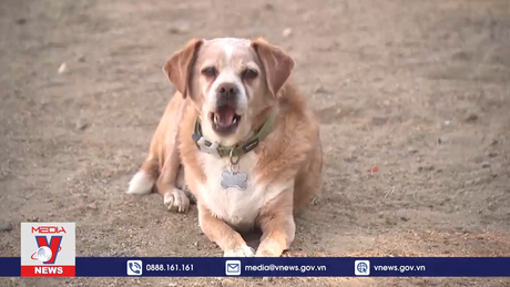 Dịch bệnh bí ẩn tấn công loài chó ở Mỹ