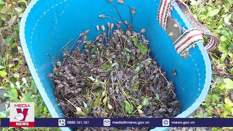 Sổ tay hướng dẫn phát triển vùng trồng dược liệu quý