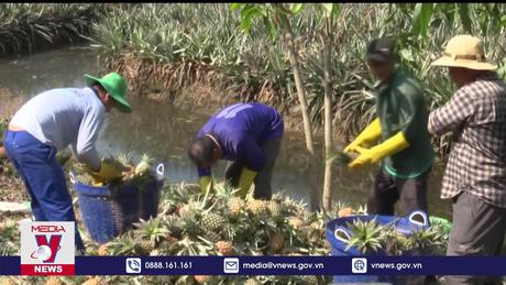 Dứa Tiền Giang trúng mùa, được giá