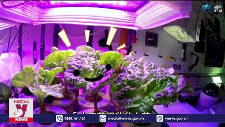 Phi hành gia Trung Quốc thu hoạch vụ rau thứ 2 trong không gian