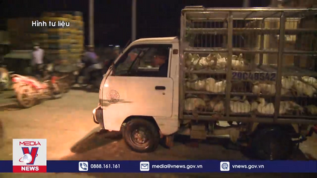 Chấm dứt tình trạng nhập lậu, vận chuyển trái phép động vật