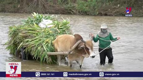 Hàng trăm hộ dân liều lĩnh vượt sông đến đất canh tác 