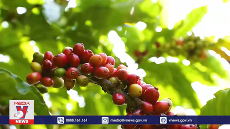 Xuất khẩu cà phê tận dụng cơ hội cuối năm 