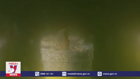 Loài trai khổng lồ “tái xuất” sau nhiều năm nghi bị tuyệt chủng