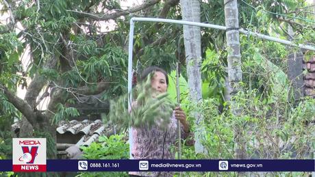 Hiệu quả từ nghề trồng cau tại Nam Định