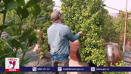 Làng đào, quất vào vụ sản xuất Tết