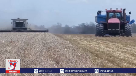 Lúa mạch của Australia trở lại thị trường Trung Quốc