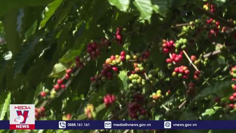 Xuất khẩu cà phê có thể đạt 5 tỷ USD năm 2024