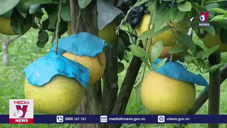 Chuyển đổi đất trồng lúa sang cây trồng mang hiệu quả kinh tế cao 