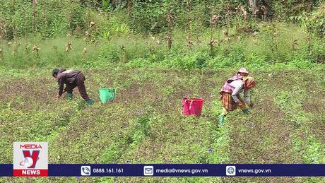 Phát triển dược liệu quý vùng dân tộc thiểu số