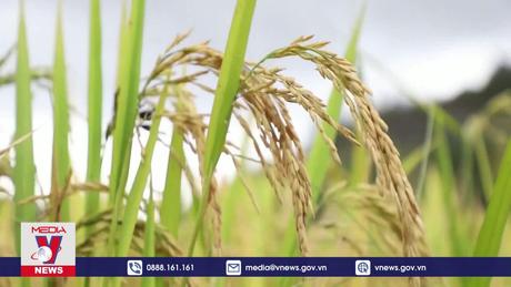 Sản lượng ngũ cốc của Trung Quốc năm 2023 cao kỷ lục