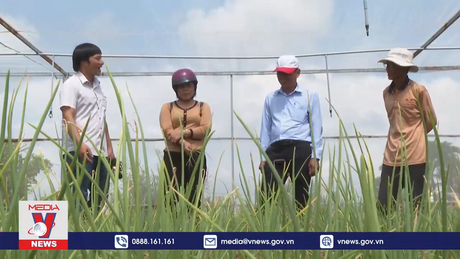  Nông dân Sóc Trăng xuống giống hành tím sớm 