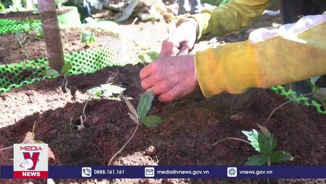 Trao 12.000 cây sâm giống Ngọc Linh do Thủ tướng tặng người dân nghèo
