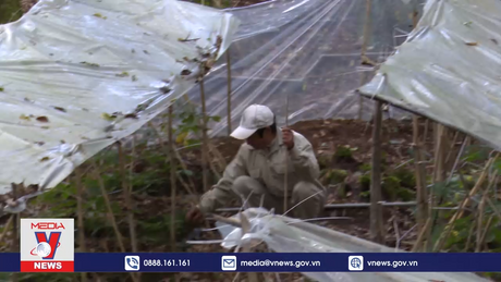 Quy hoạch về vùng nguyên liệu sâm Việt Nam tại 9 tỉnh