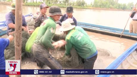 Hiệu quả kép từ việc nuôi thủy sản trên ruộng