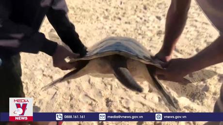 Quảng Trị cứu hộ rùa biển quý hiếm nặng 40 kg 
