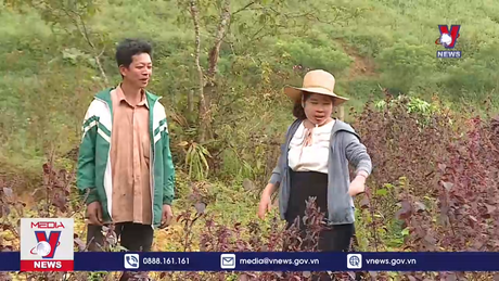 Tập huấn triển khai đầu tư vùng trồng dược liệu quí