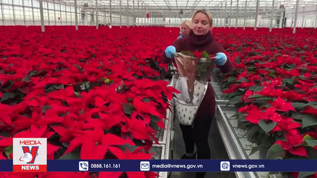 Hoa trạng nguyên rực rỡ trước thềm Giáng Sinh