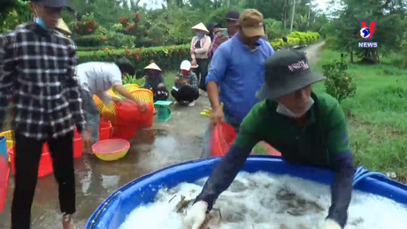Khoa học và Công nghệ: Cà Mau phát triển mô hình sản xuất tôm - lúa chứng nhận quốc tế