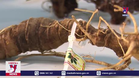 Phát triển dược liệu quý tại tỉnh Kon Tum