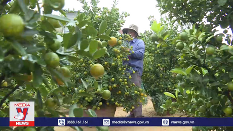 Vùng trồng quất lớn nhất miền Trung vào vụ Tết