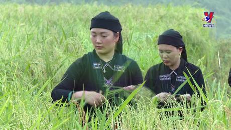 Hành trình Việt 385: Độc đáo lễ mừng cơm mới của Đồng bào La Chí