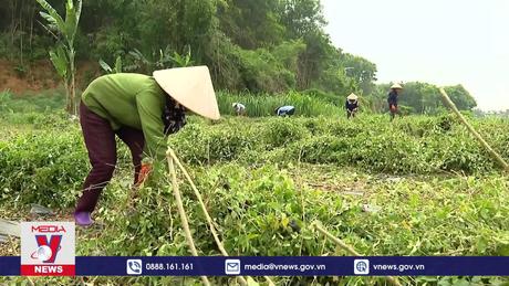 Phát triển dược liệu bền vững và truy xuất nguồn gốc dược liệu