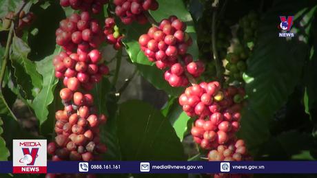 Bản tin thời sự 6h ngày 15/12/2023