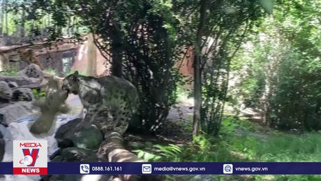 Lễ Giáng Sinh sớm tại sở thú ở Chile