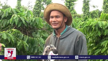 Cà phê được giá, được mùa, nông dân Đắk Lắk phấn khởi