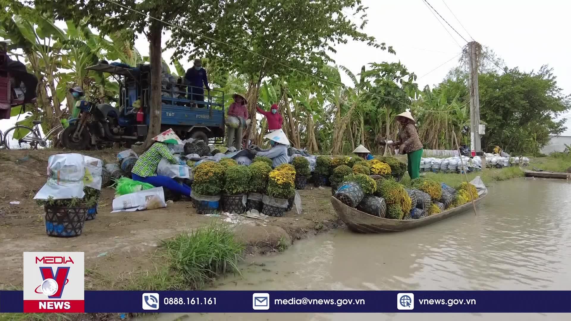 Hơn 266.000 giỏ hoa cúc mâm xôi phục vụ Tết 2024 và Festival hoa kiểng