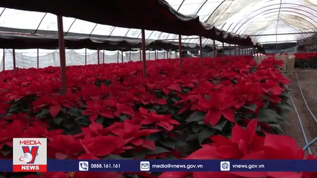 Hoa trạng nguyên nở rộ báo hiệu mùa Giáng sinh ở Mexico