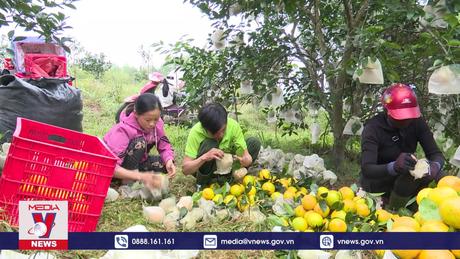 Nông dân miền núi Hà Tĩnh thu nhập cao từ cam đặc sản