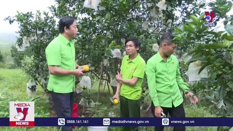 Nông dân miền núi Hà Tĩnh thu nhập cao từ cam đặc sản 