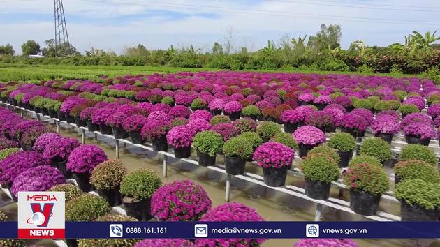  Làng hoa Sa Đéc chuẩn bị hoa cho thị trường Tết và Festival hoa kiểng