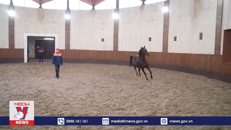 Thăm trại ngựa nổi tiếng nhất nước Nga