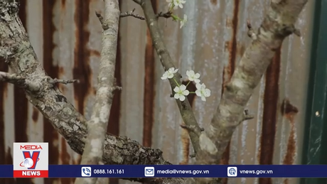 Lê rừng xuống phố, người dân Thủ đô chi tiền triệu 'chơi' tết sớm