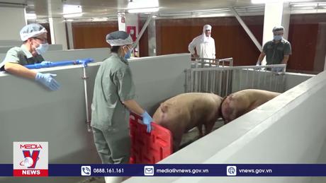 Nguồn cung và giá các sản phẩm chăn nuôi ổn định