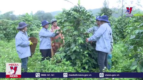 Hái cà phê chín để nâng cao giá trị, chất lượng 