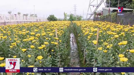 Làng hoa Tây Tựu gặp khó 