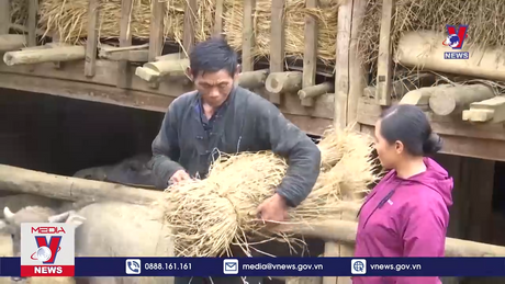 Lào Cai bảo vệ đàn gia súc trước rét đậm, rét hại