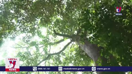 Quảng Bình lần đầu tiên nhận 82,4 tỷ đồng từ bán tín chỉ carbon 