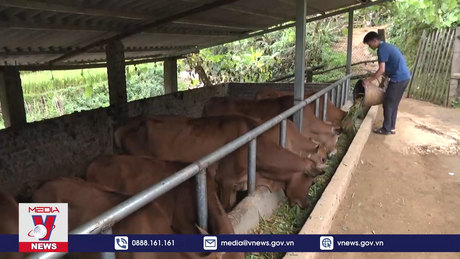 Vùng cao Mù Cang Chải phòng chống đói, rét cho gia súc