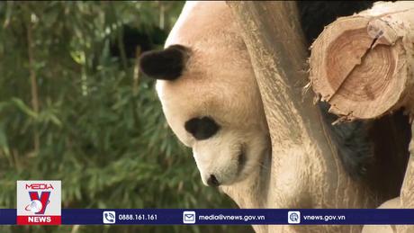 Lễ hội gấu trúc ở Hàn Quốc