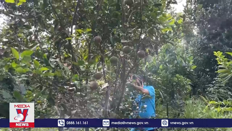 Hiệu quả mô hình Cơ quan, tổ chức giúp đỡ hộ nghèo