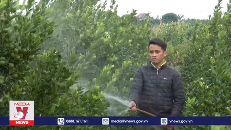 Những làng hoa, cây cảnh ở Hưng Yên vào vụ Tết