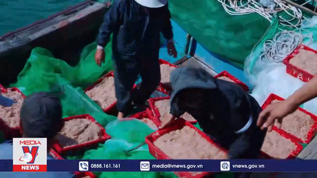 Ngư dân Bình Định trúng đậm ruốc biển dịp cuối năm