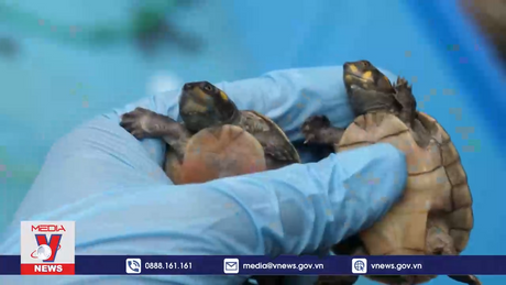 Peru thu giữ hàng nghìn con rùa có nguồn gốc từ Amazon